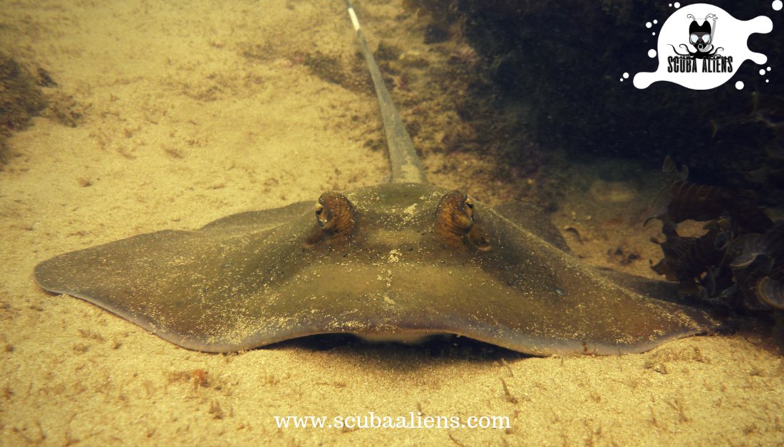 ScubaAliens's tweet photo. "We Exist Underwater - @ScubaAliens @PADI #Certified"

#Stingray are #pretty #unique as they have no bones in their body their skeleton is made up of flexible #cartilage 

#scubaaliens #scubadiving #PADI #snorkeling #stingrayfish #wateraliens #boats #underwaterphotography #ocean https://t.co/H0Jvfo3M52