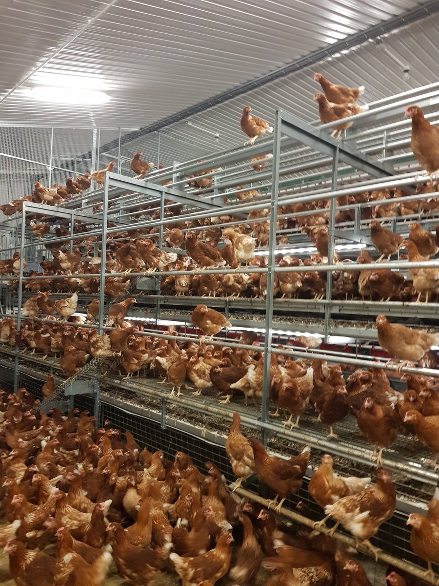 SamA_Chicks's tweet photo. Some beautiful lohmanns settling into their brand new Veranda Gallery from #vencomaticuk https://t.co/NCVcx4AmTx