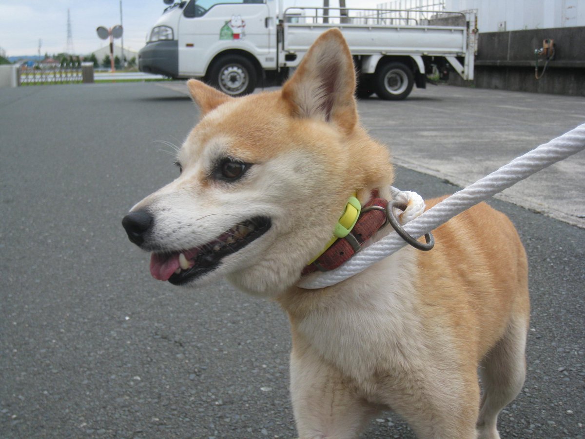 ট ইট র 浪速のプーちん 静岡県動物管理指導センター 期限 9月17日 性別 年齢 成犬 犬種 柴犬 体格 中 引き取り日場所 9 11 磐田市向笠竹之内 赤色 表 布 裏 革 黄色ノミ取り 迷子犬 静岡県磐田市向笠竹之内 柴犬 T Co