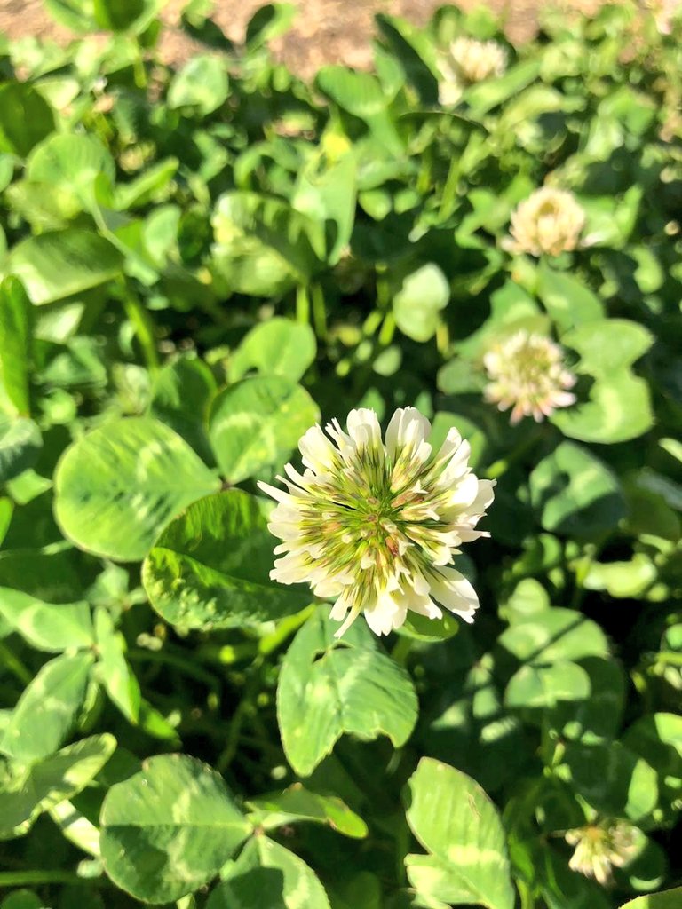 Flower power #BotanyExcursion2018 #travel #Hike #FlowerReport