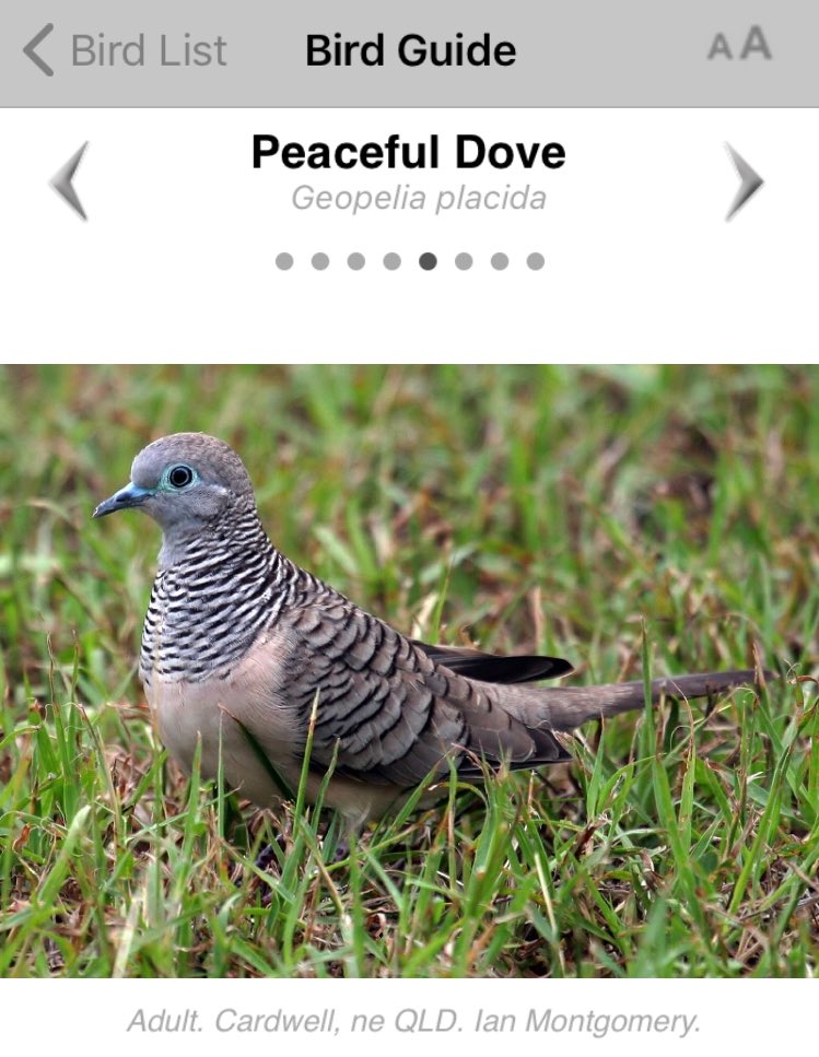 Wingtags's tweet image. Inspiring those we connect with - look at picture #2 

My cousins daughter, age 9, whom I visited in Darwin a few months ago sent me picture #2 asking for a species identification. I’m chuffed she noticed this bird and thought to ask me about it.

#thereishope #observenature