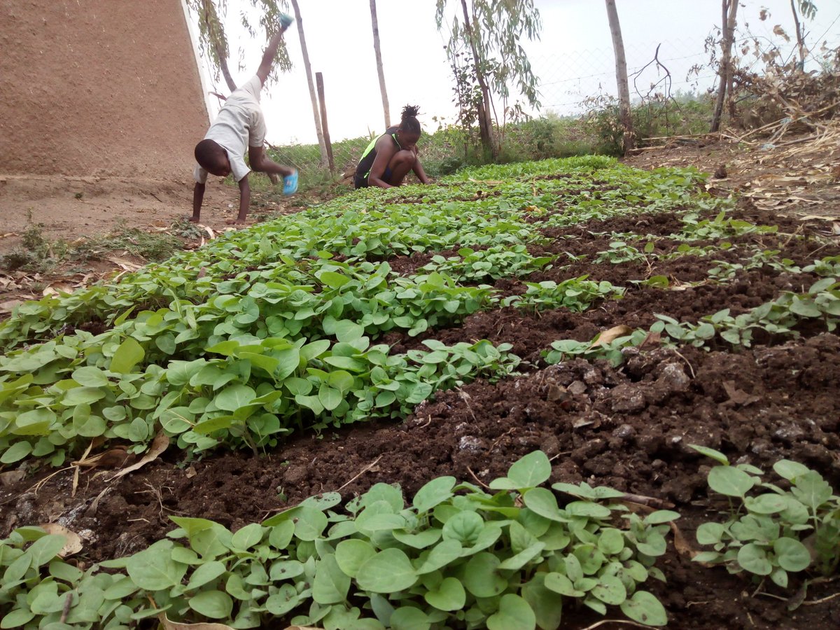 The Start Farming Initiative tweet media