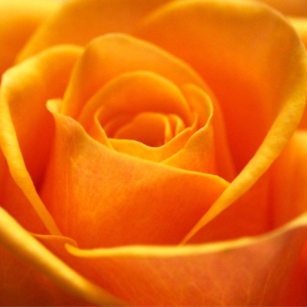shinyque's tweet photo. Enjoy all the beautiful things around you❣
The yellow rose is one of my favourites. Is the symbol of friendship and joy of life. 😄

Which is your favourite rose colour? 
.

#yellowroses #yellowrosesaremyfavorite #summer   #ig_naturelovers #thatsdarling#creativityfoundyou https://t.co/IxLJpHvicA
