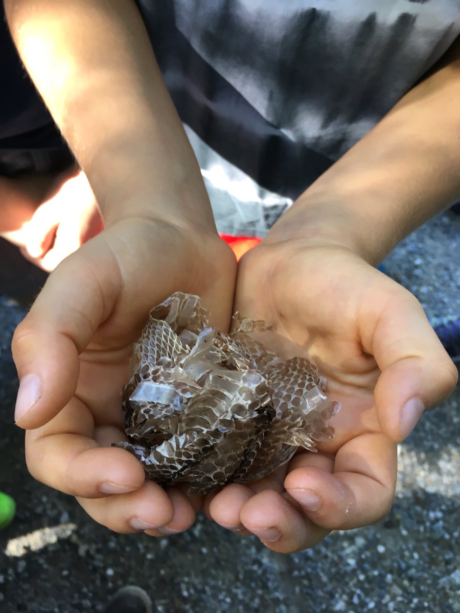 MsJenOrszag's tweet photo. Checking out the wildlife at Benediktbeuern #G3BISCC #bislearns #bispyp https://t.co/eMUPpWz0ej