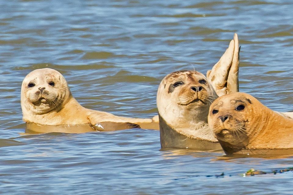 Marine Conservation Society on Twitter "We�re hiring! We