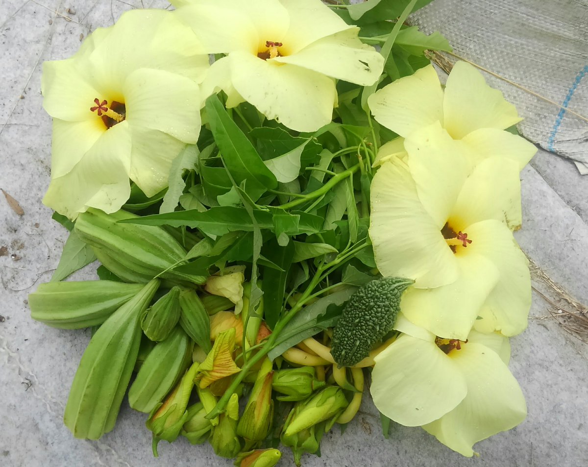 わんたろう 花オクラ初収穫 咲いてるのと蕾もとってきました 空芯菜は虫に食われてたりしたけど柔らかそうな所を切ってきました ダビデの星は大きくなりすぎたのもあるけど 母のオクラ水に 家庭菜園 本日の収穫 花オクラ 初収穫 わんたろう 花オクラ初収穫 咲いてるのと蕾もとってきました 空芯菜は虫に食われてたりしたけど柔らかそうな所を切ってきました ダビデの星は大きくなりすぎたのもあるけど 母のオクラ水に 家庭菜園 本日の収穫 花オクラ 初収穫