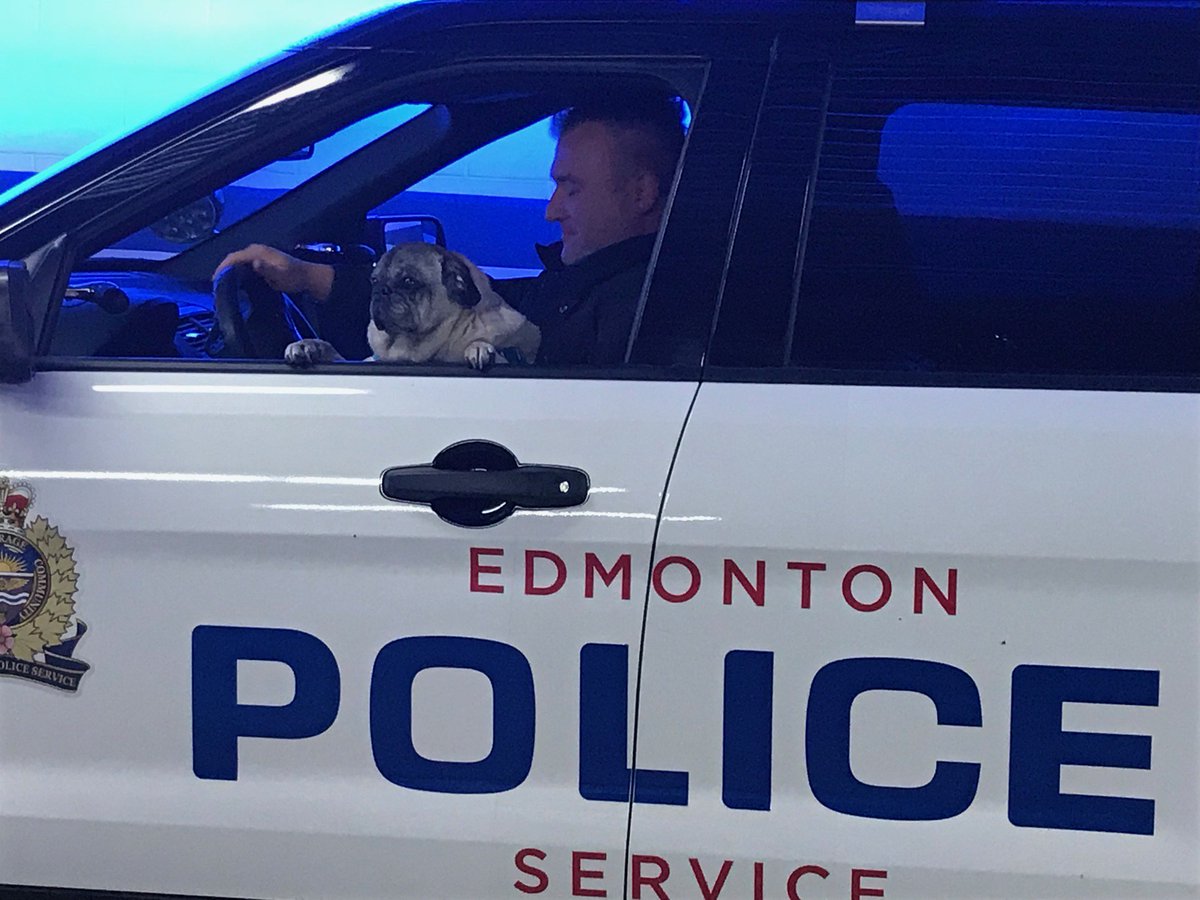 edmontonpolice's tweet photo. To warm your heart on this cold September morning: Cst. Rob Strachan from EPS’ West Division and @KiSSedmonton helped Daisy the pug check off an item from her bucket list this morning. She became an honourary EPS member and enjoyed the view from the driver's seat! #yeg https://t.co/hQ4gbvHV6p