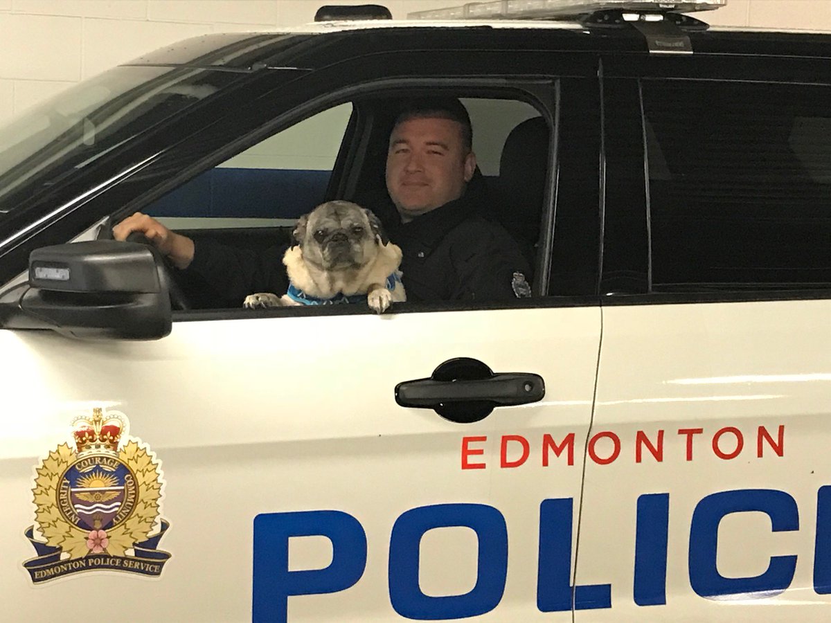 edmontonpolice's tweet photo. To warm your heart on this cold September morning: Cst. Rob Strachan from EPS’ West Division and @KiSSedmonton helped Daisy the pug check off an item from her bucket list this morning. She became an honourary EPS member and enjoyed the view from the driver's seat! #yeg https://t.co/hQ4gbvHV6p