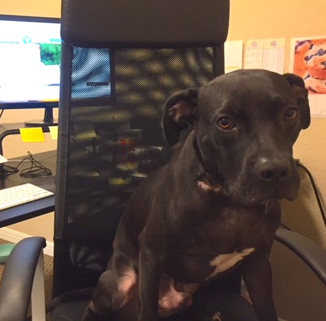practicecafe's tweet image. It’s always bring your dog to work day at Practice Cafe! Here’s Rocky making sure we all get our work done #DogDays #WorkingDogs #DentalMarketing