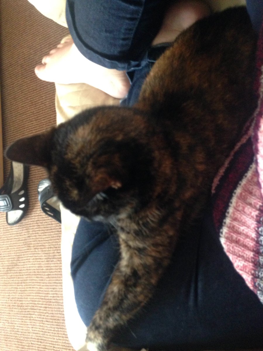 fraggandfly's tweet photo. Pussy between my legs, bows there one I havnt had before #cat #pussy #betweenmylegs #first #shocking https://t.co/hg8wU8OKd2