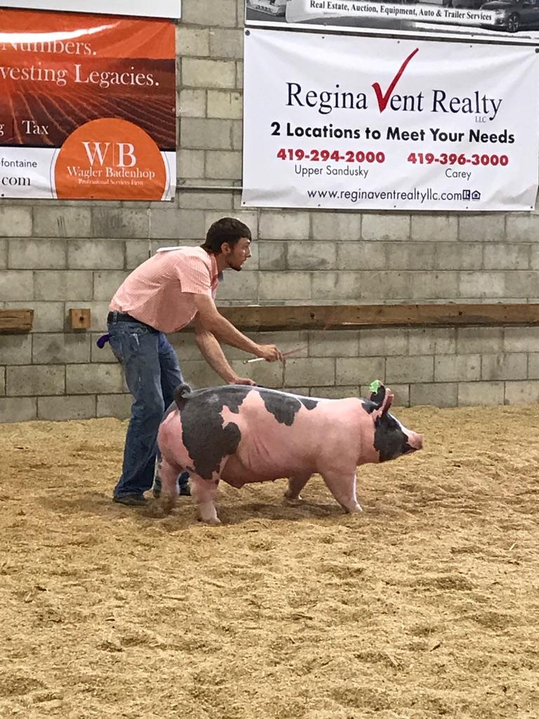 Carey_FFA's tweet photo. Jarod and Grace cleaning house during the market barrow show! Grand and Reserve Grand Market Barrow! https://t.co/BTRnddwWih