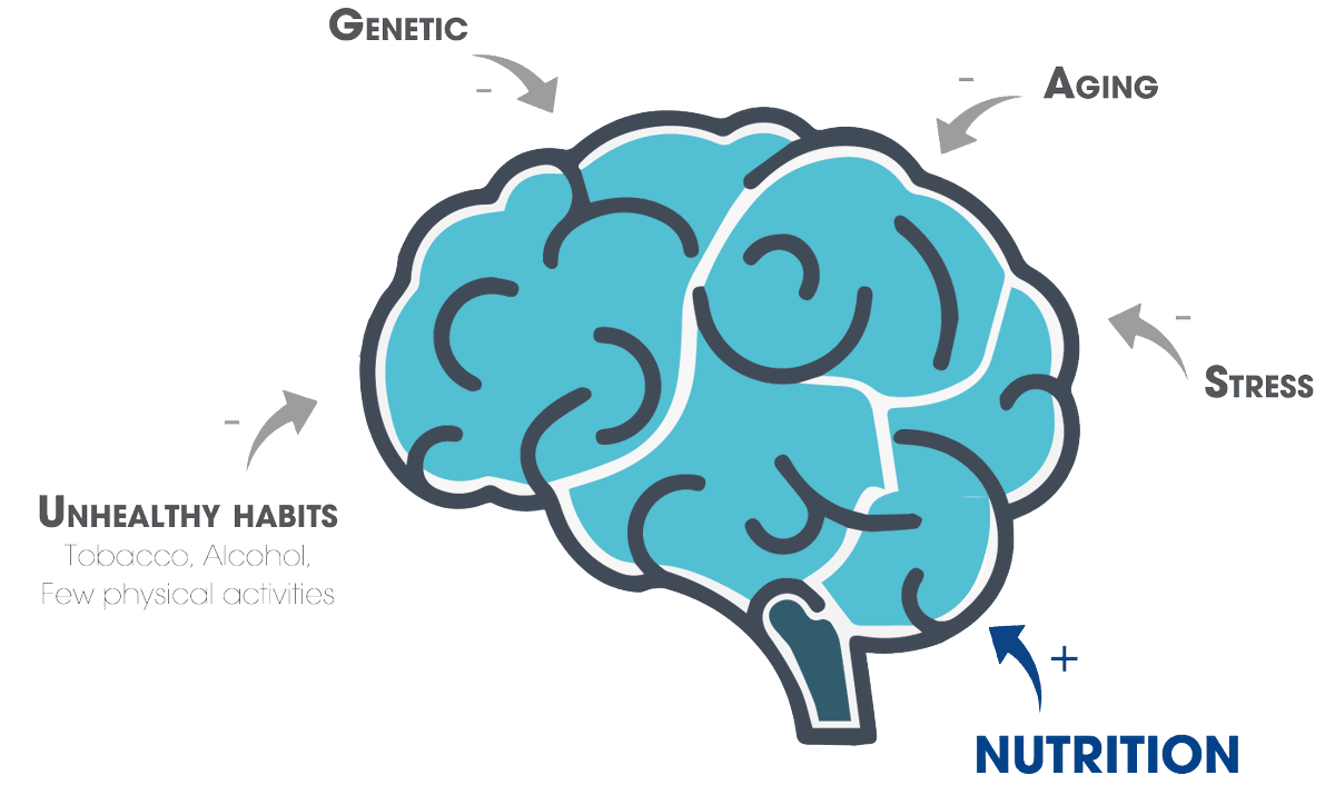 memophenol's tweet photo. 🧠#KEYFACT: A good #nutrition is one important strategy to keep your #brain #healthy and may help reduce the risk of #memory decline. Several  #epidemiological studies put on evidence that #polyphenols, especially essential #flavonoids, have #preventive effects on it. https://t.co/hztZ5FYrUD