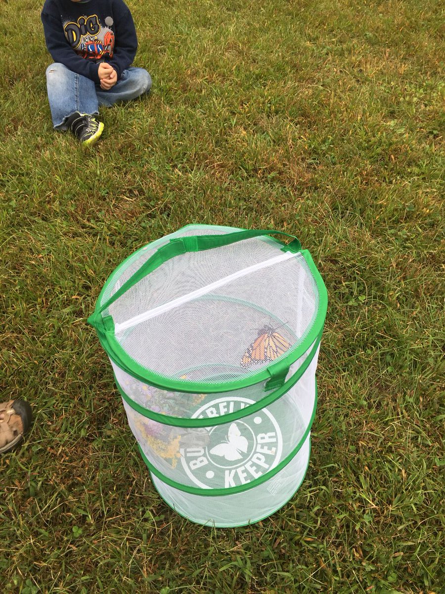 WRVS ~ Bethel Preschool released our Monarch Butterfly today after watching it’s amazing transformation!

#vted #monarchs #butterfly #wildcatpride #oneschooltwocampuses