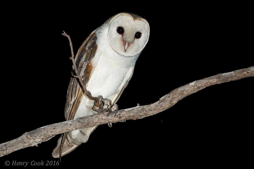 Henry Cook On Twitter They Sound Pretty Wild Very Raspy But