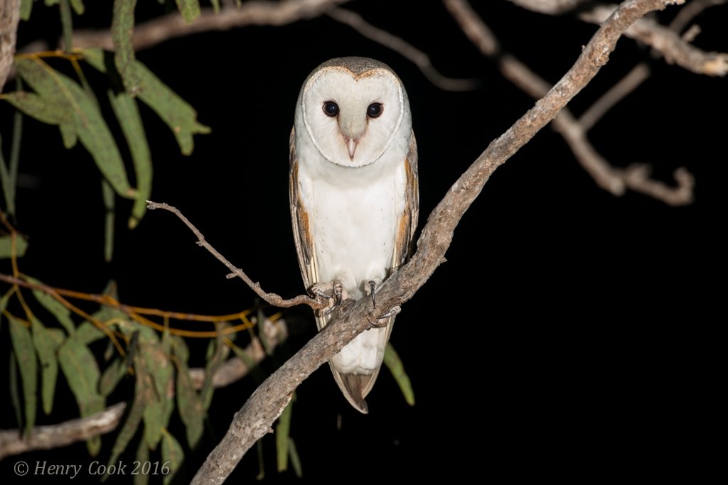 Henry Cook On Twitter They Sound Pretty Wild Very Raspy But