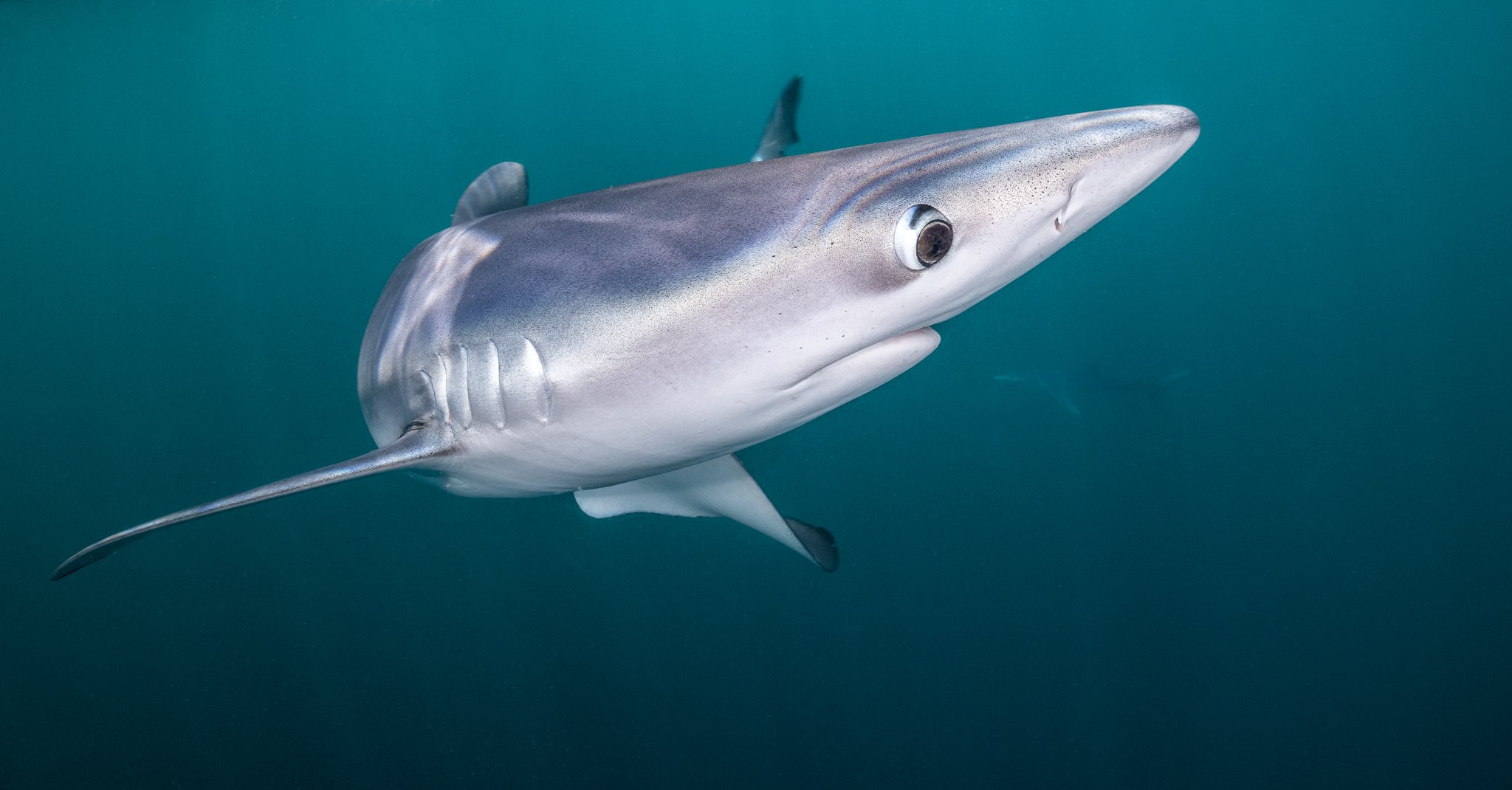 Marine Conservation Society on Twitter: "URGENT 🚨 Less than 12h left to