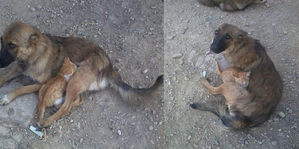‪This mother dog from #Homs,#Syria lost her puppies and now she's taking care of these 3 kittens who lost their mother.‬
‪📸 @SyrianCats ‬