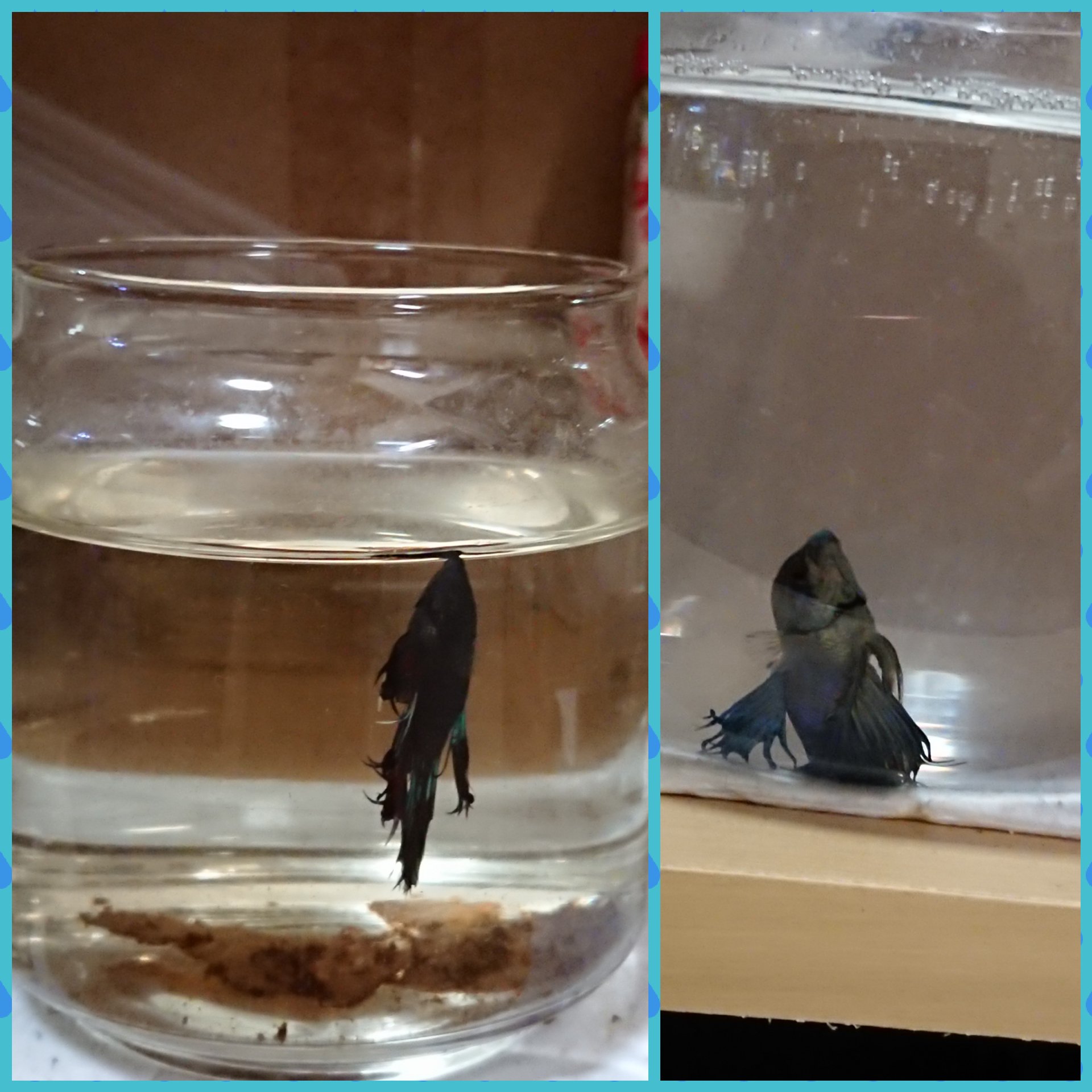 Healed By Betta 教えて下さい ベタの稚魚 4 5月生まれの です 2ヶ月前から縦泳ぎしか出来ません エサはよく食べて 糞も良い形です 浮き袋障害もしくは針病でしょうか 対処法お願いします ベタ 熱帯魚 ベタ稚魚 針病 縦泳ぎ 質問箱