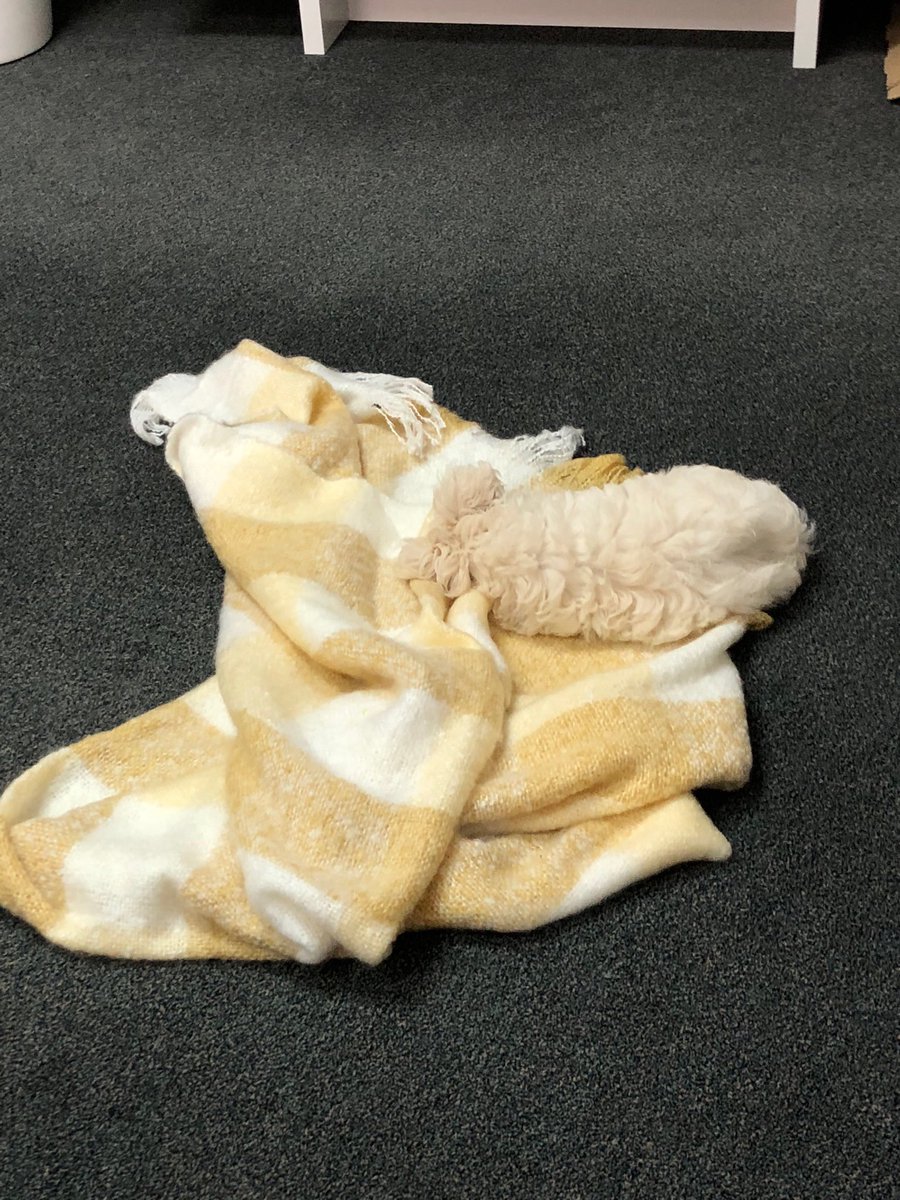 THRSC's tweet photo. Today itโs sad Simon ... Benjamin is home recovering from needles so Simon is missing his friend. Taking the sad show to every office! Needless to lots of spoiling for this little guy! #stinkingcute #HRleaders #missingyourpal https://t.co/hdknguWkvR