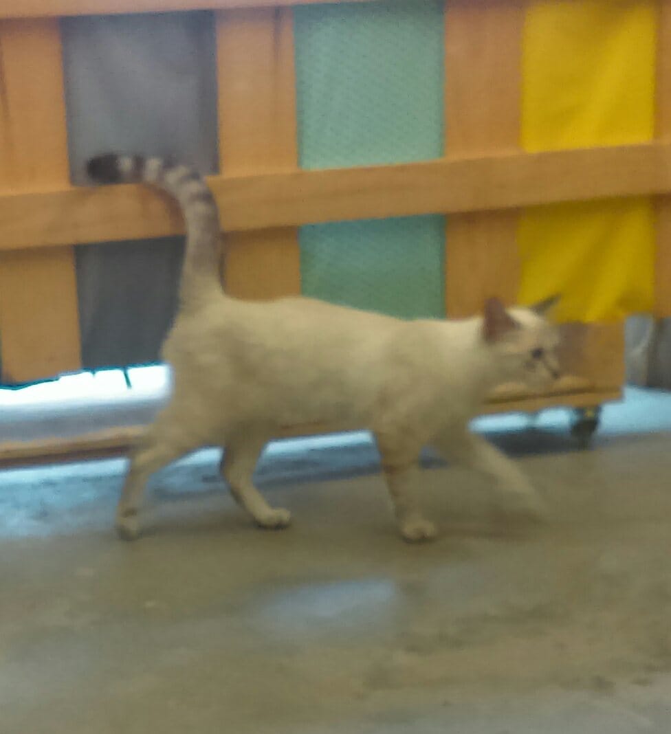 Encontrado gato en Harinera. Buscamos a su dueña o dueño. Difusión, por favor.