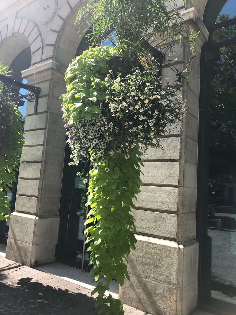 EMIB judge enjoying comparing the hanging baskets in SW France to the East Midlands #flowertour