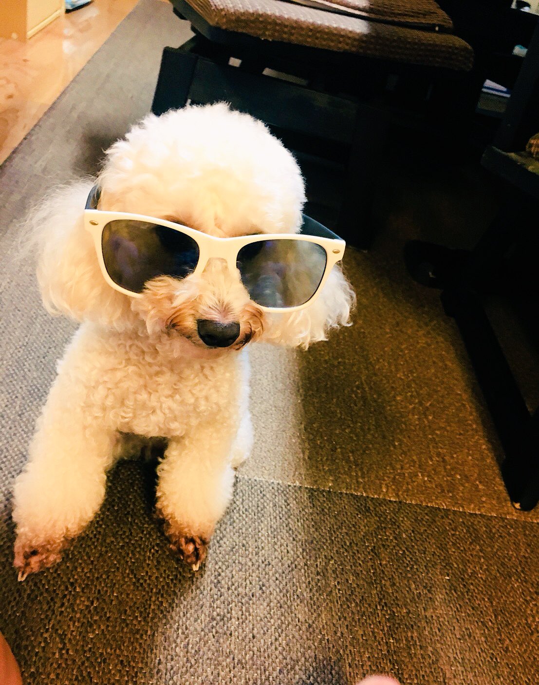 セト ٩ W وｨｪｧ Sﾟ ﾟ Sﾁｪｹﾗｯ W ふぅーー はい 笑 犬 トイプードル 犬好き 犬好きさんとつながりたい サングラス チャラい おふざけ T Co Tpwkimmwzs Twitter