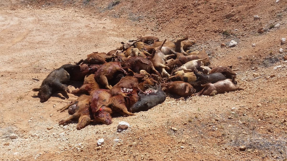 FeralTwit's tweet photo. This is what 1.5 tons of #feralpig looks like. Caught in just 2 trap nights using @feralmanagement remote trigger trap gate. Manage the mob, not the individual. And prefeed, prefeed, prefeed! #trapthemall @nbg_eo @westauscanids @WMG_WA @PestSmartAU @GroupMIG https://t.co/PoDuHp9clM
