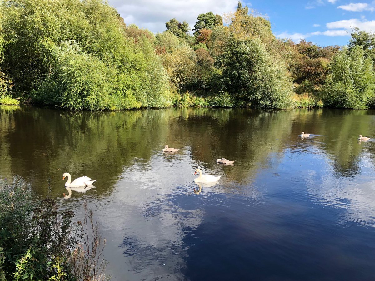 🌳 The five cygnet family are out having a snooze in the sun this afternoon ... #RiverTees