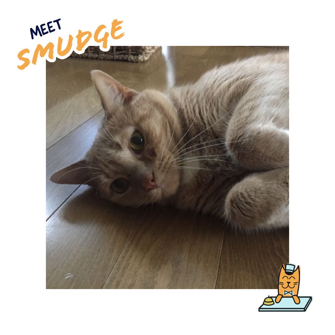 Meowtel's tweet photo. Dallas client Smudge being a total ham🙀.

.
.
.

#catsitter #localcatsitter #meowtel #tank #dallascatsitter #dallascatsitters #meowtelspotlight #meowtelsitters #meowtelspotlight #CatsofInstagram #welovecats #we❤️cats #meowtelcats #catsofdallas #catsofdallascounty https://t.co/jq2xsgI2V7