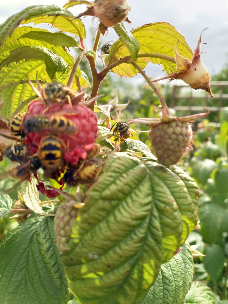 PerthAcademyOrganics tweet media