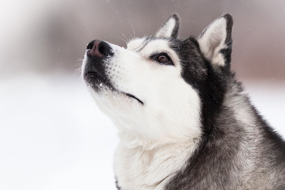 うなら 犬飼 犬か猫か飼うならどっちが飼いやすい？10の比較