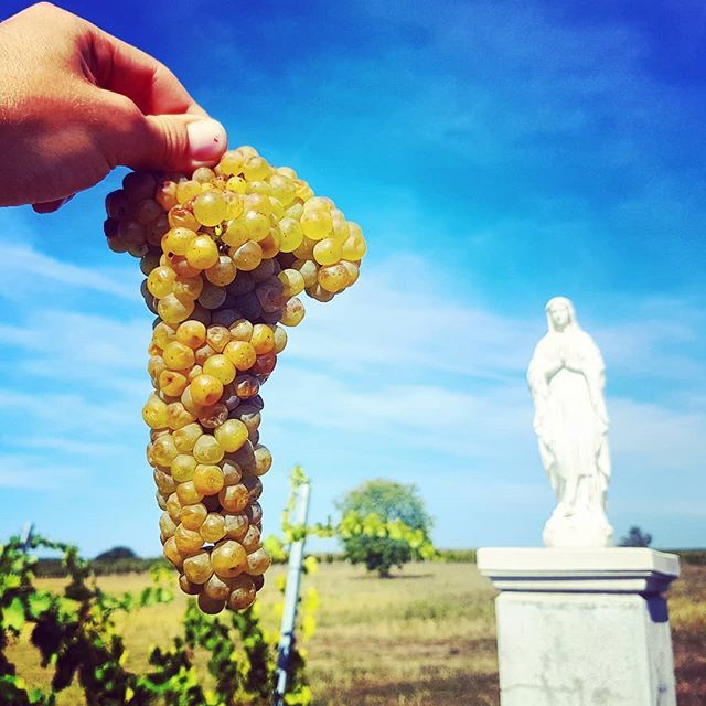 standreawine's tweet photo. And we have picked the Viognier in the Boldogságos vineyard too! 😊🙏 #viognier #boldogsagos #vineyard #virginmary #blessed #panagia #standrea #harvest #day14 #beautiful #grapes #ripe #cluster #standreawinery #egerharvest #egerwine #egerszolat #egerwineregion #september #autum… https://t.co/Re1NqhwAY1