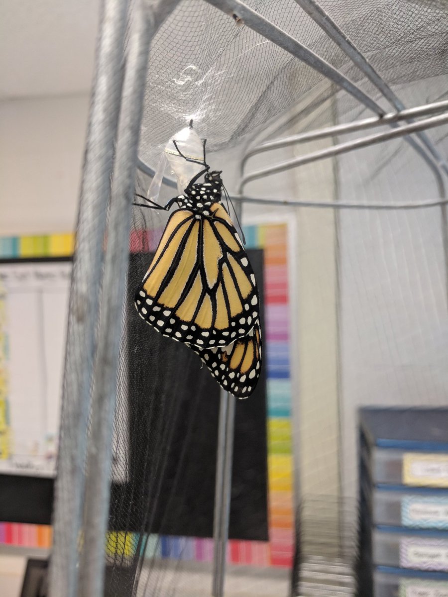 MoiseOVES's tweet photo. Our first butterfly has emerged from her crysalis! https://t.co/IJV1YrMGwl
