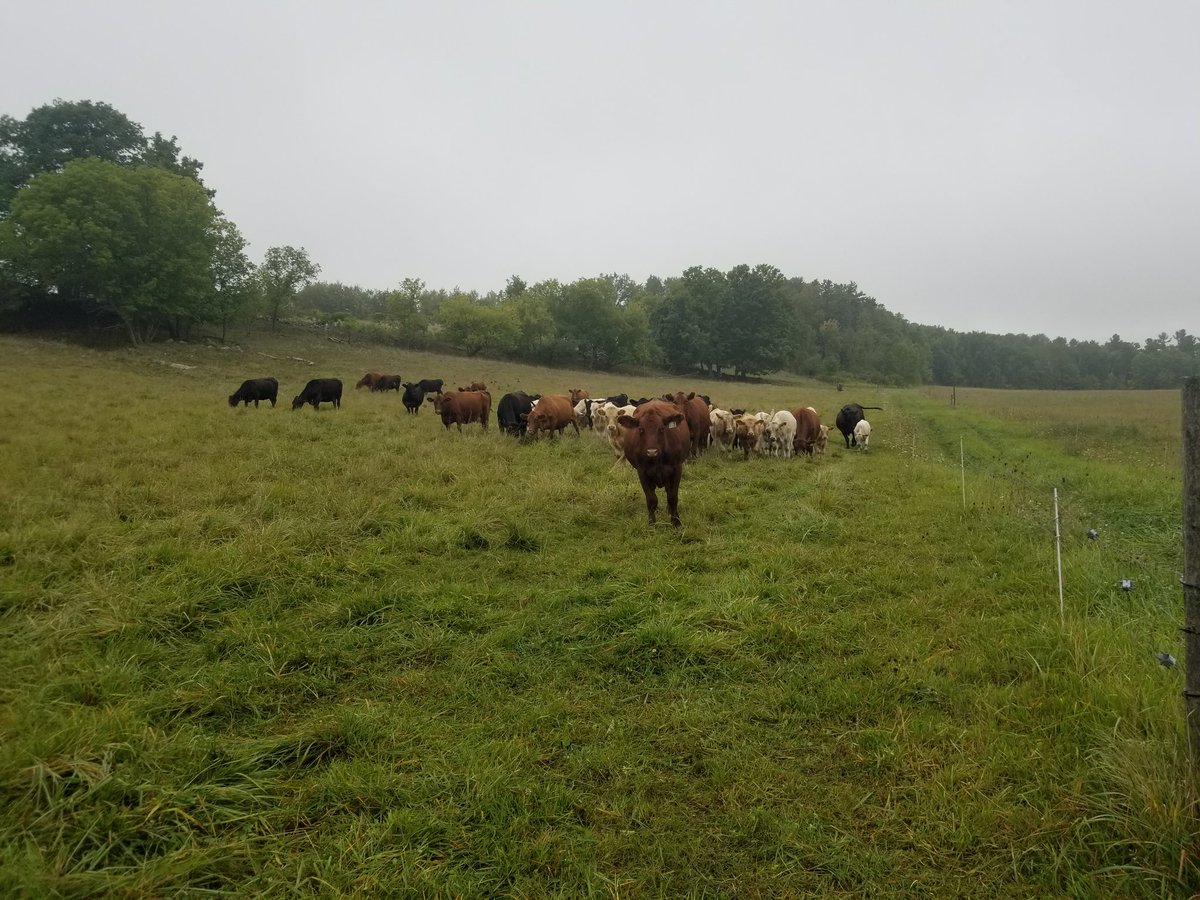 GlennJaddco's tweet photo. Well officially back grazing after bale grazing for 18 days #drought2018 #pasture18 #CDNAngus #rotionalgrazing https://t.co/6Q1Co00X6g
