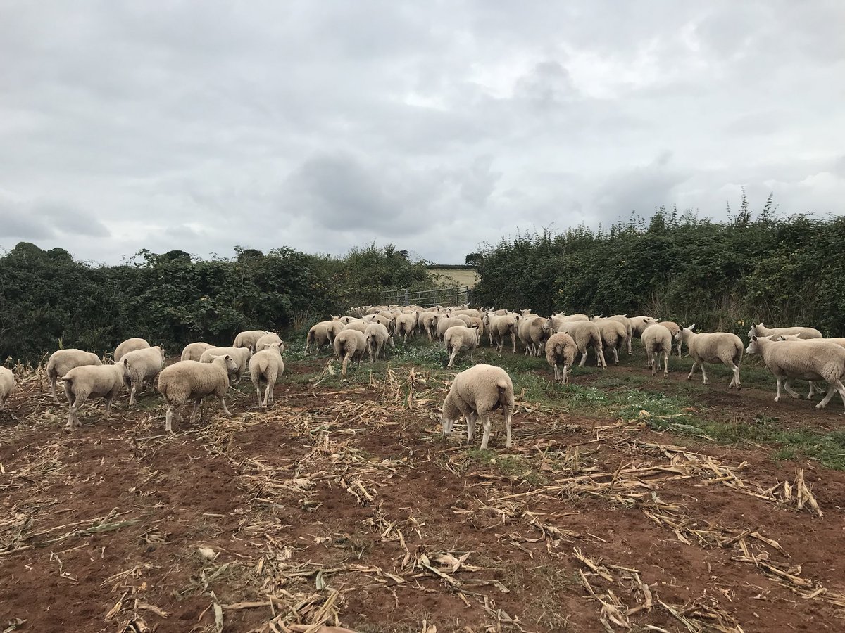 ExeValleyLamb's tweet photo. #escapees #makingabreakforit #notwhereyouaresupposedtobe https://t.co/iLYYcRoyMc