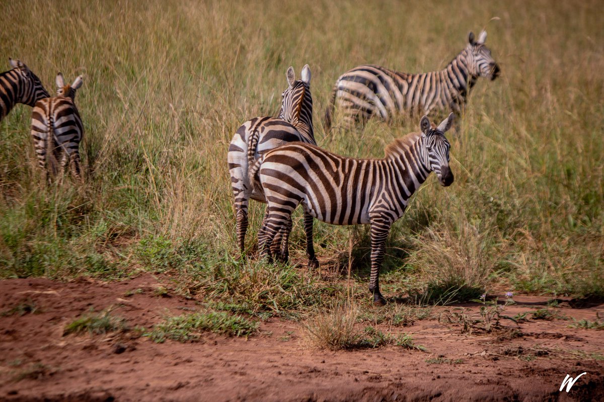 watotochurch's tweet photo. What colour is a zebra?
Black and white, or white and black? Well, technically the answer is that zebras are white with black stripes. Ha-ha! However, a young zebra is called a foul and has brown stripes. #ILoveUganda @visit_uganda  @ugwildlife @powerfmuganda 
📷: Watoto https://t.co/K956117YsD