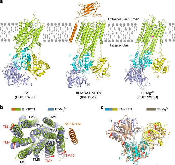 Qiang Zhou and co-workers report the cryo-EM structure of Ca2+-ATPase 1 in complex with its obligatory subunit neuroplastin

@Tsinghua_Uni 

go.nature.com/2Qmvhwp