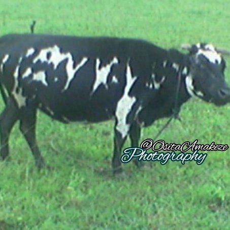 OsitaAmakeze's tweet photo. As I explored the beautiful #Nsukka many years ago, I alighted from transit when I missed my compass... Lo & behold, I beheld these Ehi #Igbo from the distance. There & then I went in closer upon the meadow to shoot them. #Java #ShootCamera #ShootNoGun #NoPoaching We thither #cow https://t.co/BRI3p1fm2J