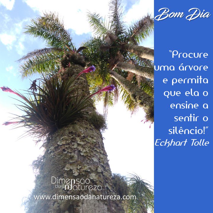 Dimensão da Natureza on Twitter: Dimensão da Natureza on Twitter: