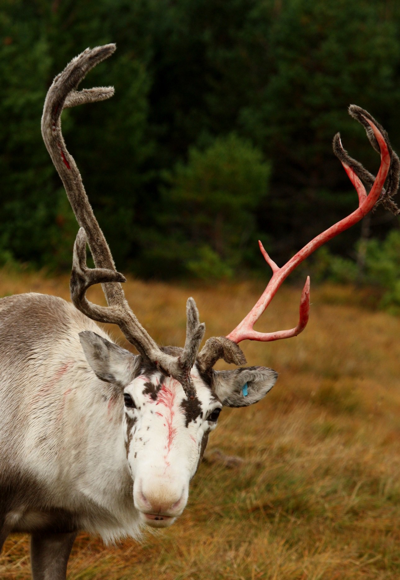 Cairngorm Reindeer on Twitter: &quot;At the moment our reindeer are