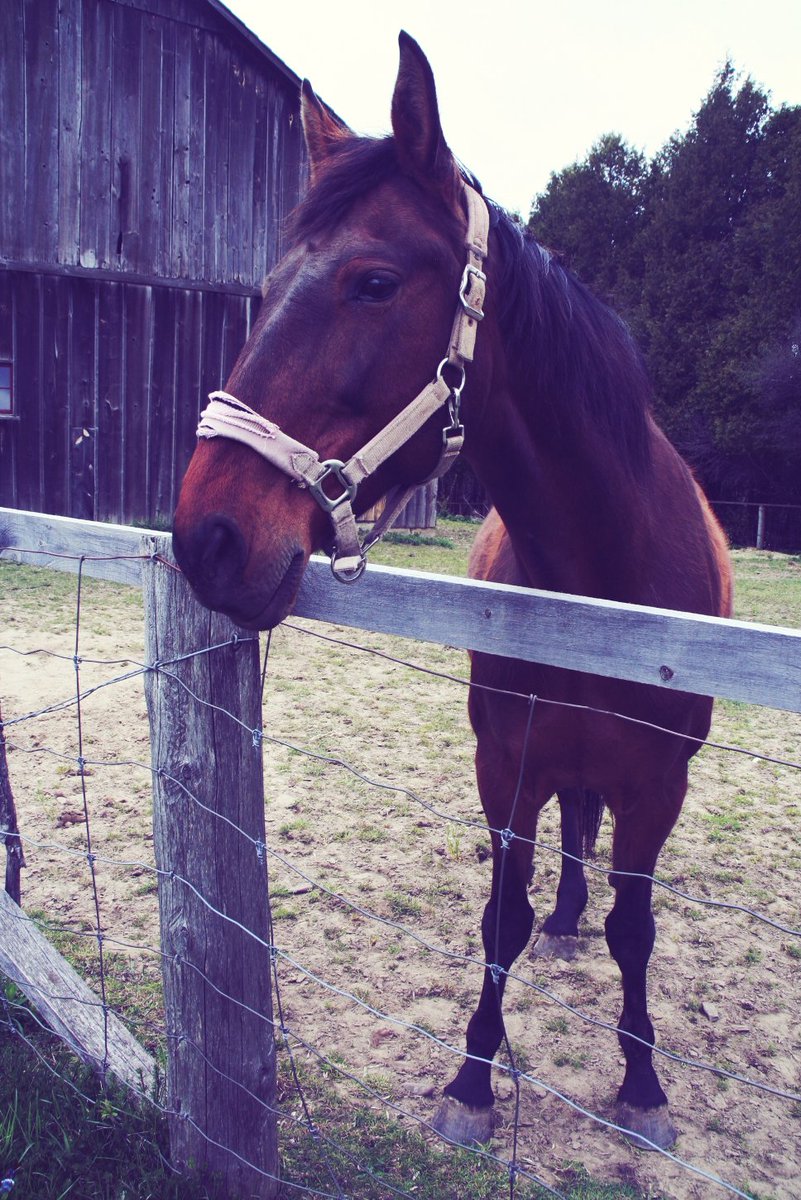 Schneider Haus On Twitter A Horse Is A Horse Or Course Of