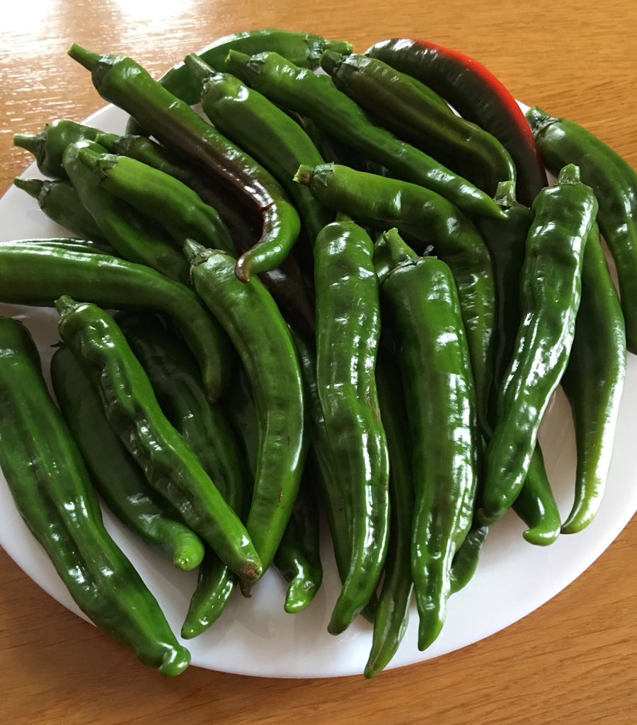 martaeconcha's tweet photo. Me faltará un tornillo, pero voy sobrada de picante 🌶 🌶🌶 #cosechadeldía #miminihuerto #guindillas #dandosaboralavida 🤣 https://t.co/zDOXKWcJdZ