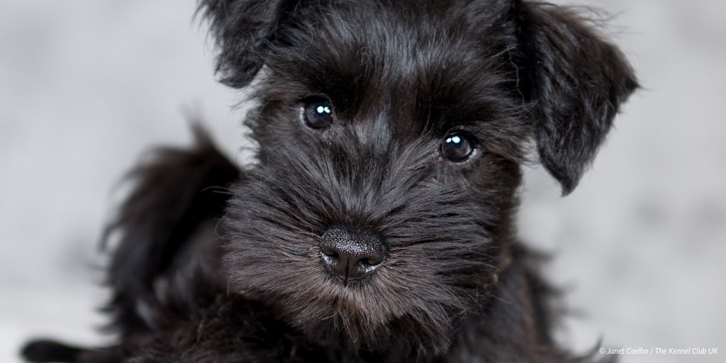 doen alsof Namens middag The Kennel Club on Twitter: "Miniature Schnauzers are known for being  extrovert, intelligent, playful and just all round adorable! 😍 Why do you  ❤️ the breed? #BreedOfTheWeek https://t.co/2TqhPTtbuL" / Twitter
