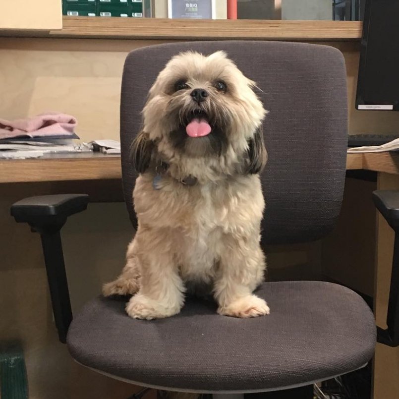 iQstudents's tweet photo. Woof woof! This handsome doggie is looking forward to welcoming more new residents to iQ! But right now he's taking a paws. 🐾
---
#MyiQLife #ElginPlace #Glasgow #ReadytoWelcome #Dog https://t.co/0WQNS7afy0