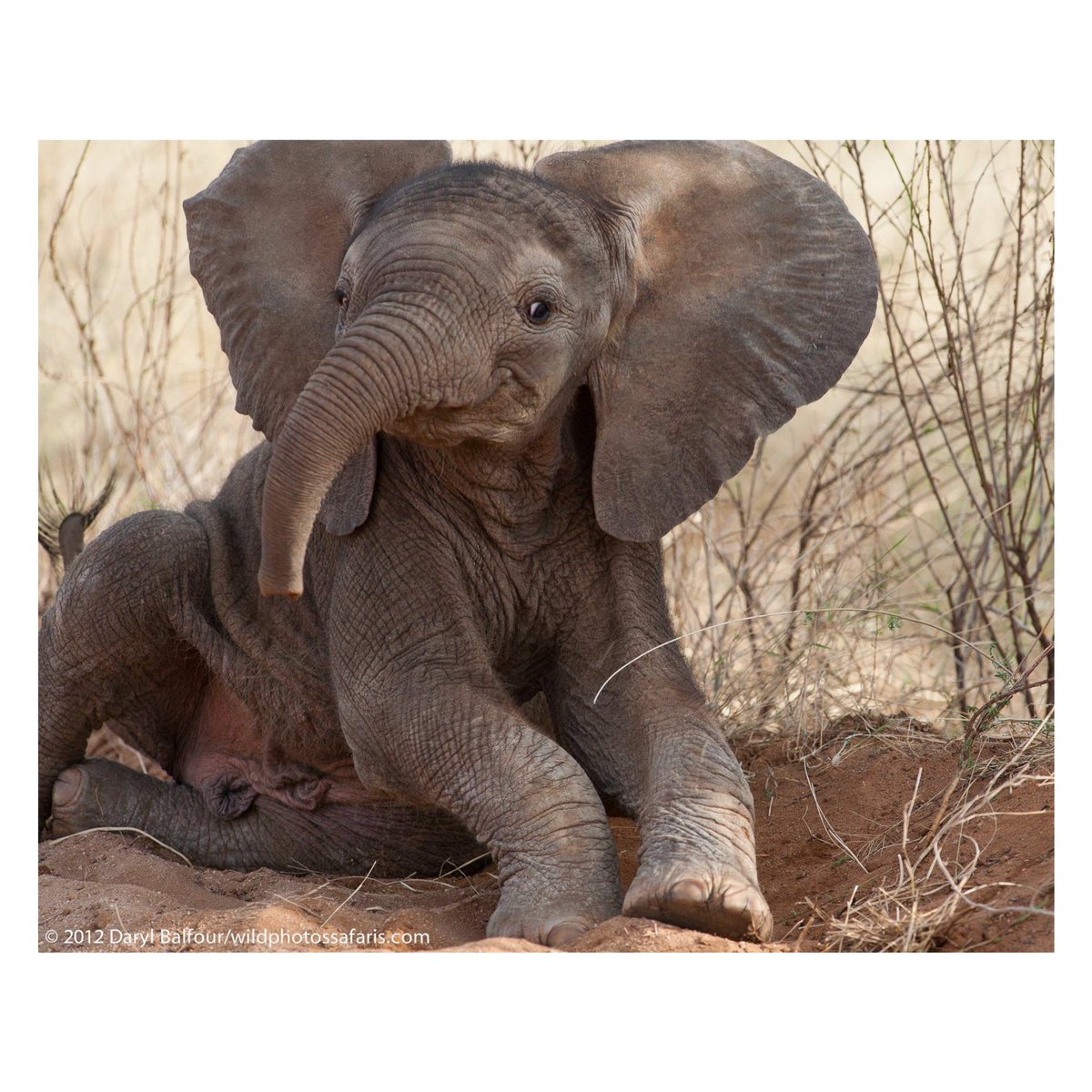 _JillyFaith's tweet photo. If you didn’t know, my favorite animal is an elephant and I have been using different baby elephants as my lock screen because they make me smile! So if you’re having a bad day, here are some baby elephants to make you smile!🐘🤗 https://t.co/RIq8vSrLaT