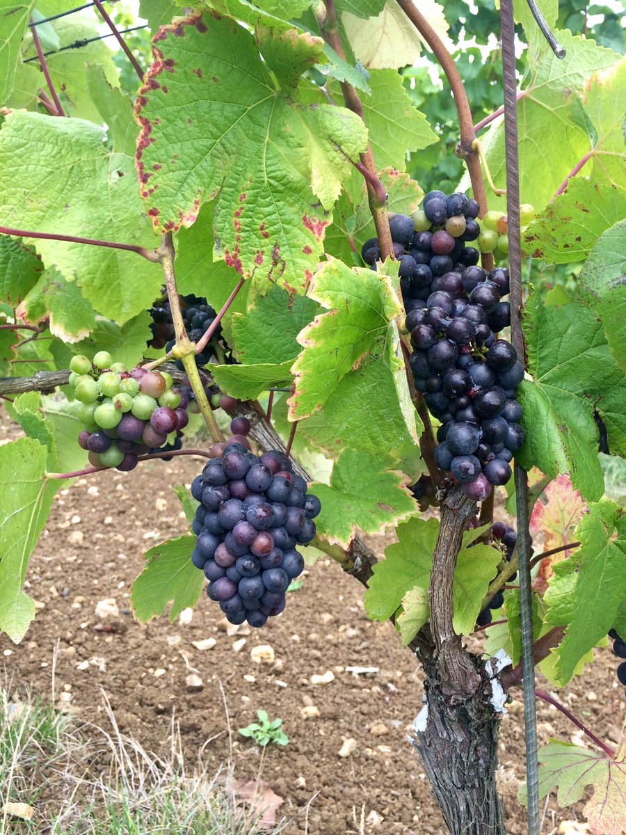 Florian_MLP's tweet photo. Winery#HattingleyValley#DayTrip#Champagne#Bubbles#Cheers🥂 @NicolasPlanty @ISSGreatPeople @MarcinJoze @iamivank @ISSFrontofHouse @Foodexcellence @jasonwgoddard @EnotriaCoe @hattingleywines https://t.co/knsss0SpJM