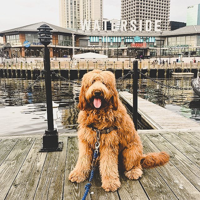 Stay safe during #HurricaneFlorence, Norfolk! [Image: <a href="/WatersideDistVA/">Waterside District</a> &amp; IG @bogey_the_dood.] 💛🐶  #iheartnorfolk