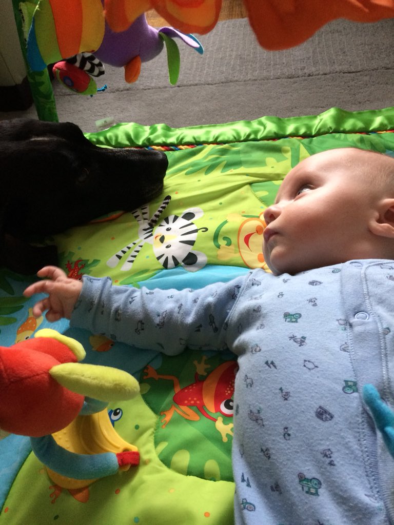 DOG_EEZ's tweet image. Home.😊
#celebrationofdogs
#dogsarefamily
#germanpointer
#dogsoftwitter