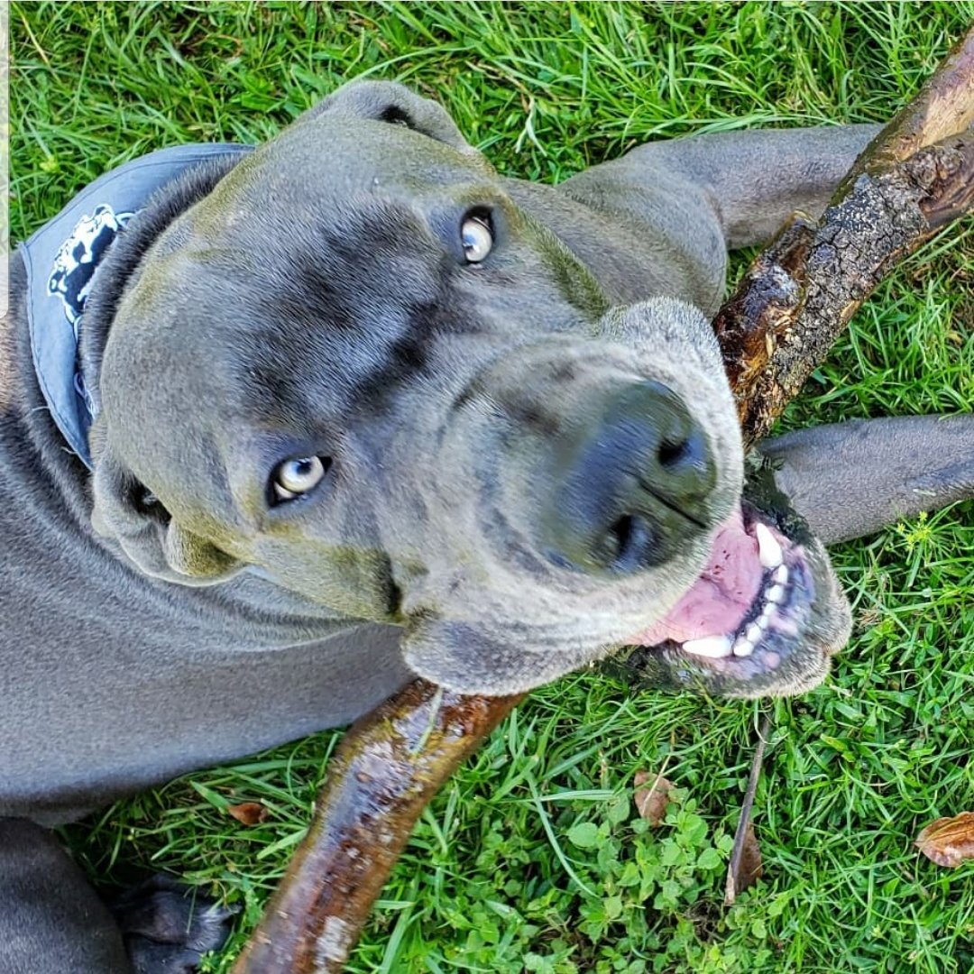 FergusGreatDane's tweet photo. Happy Hump Day!!! 💙💙💙
#perfectstick #jowlsofjoy #flapsofdestiny @dog_rates @dogcelebration 
.....
#greatdane #bluegreatdane #FergusTheBlueGreatDane #greatdanes #dogs #giantbreed #highcottongreatdanes https://t.co/nPd9reGCQU
