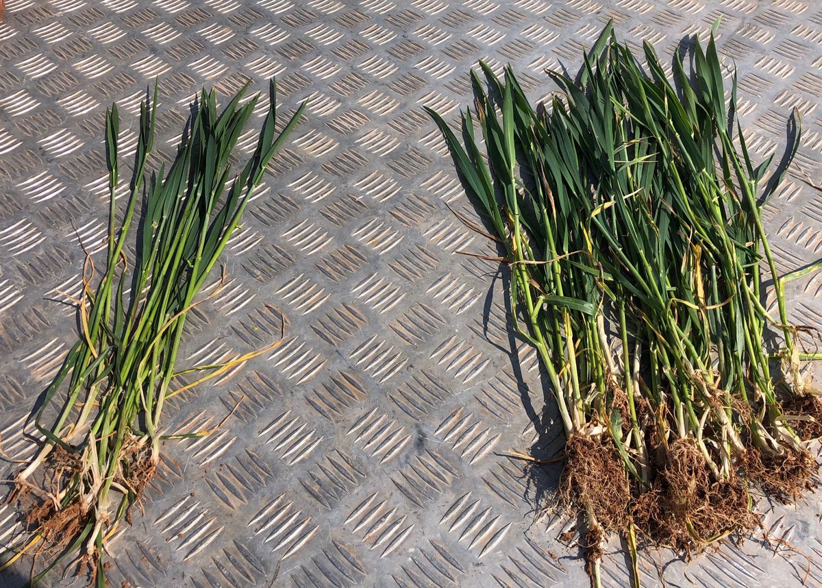 Cootalott's tweet photo. Bugger 80% stem frosted,low lying creek paddock near Grenfell. Hay decision ✔️ https://t.co/VAJI55LkHO